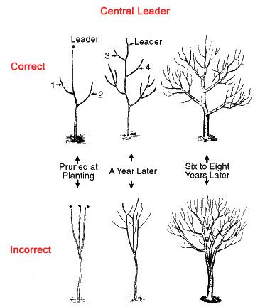 tree trimming