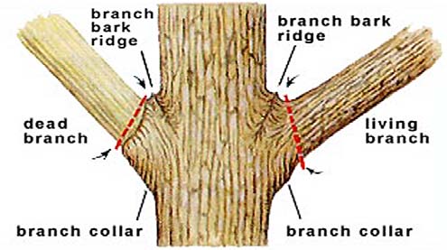 Tree Trimming and Pruning Tips At Home