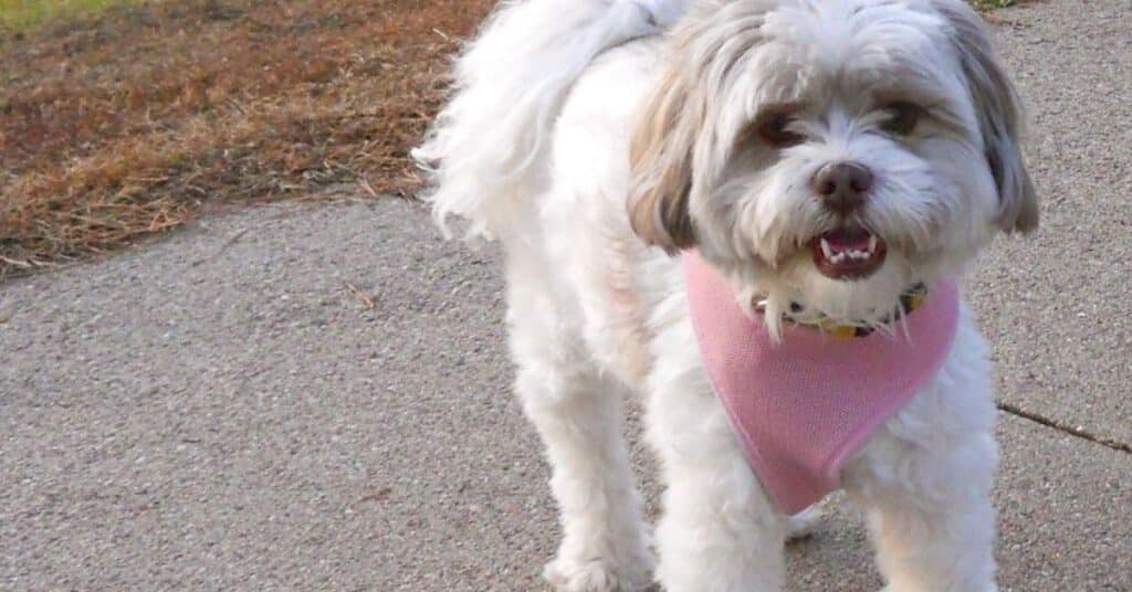 Lhasa Apso