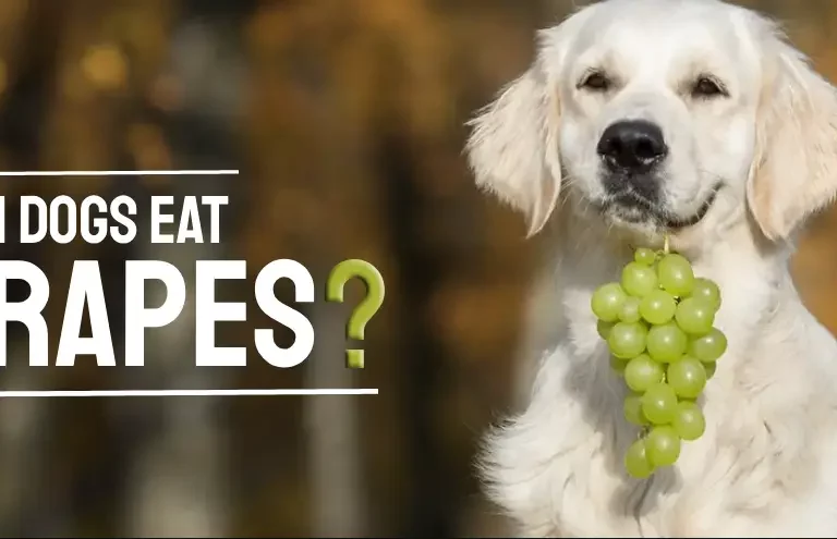 can dog eat grapes