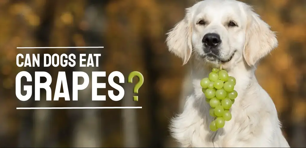 can dogs eat grapes